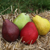 4-in-1 Pear Surprise Tree