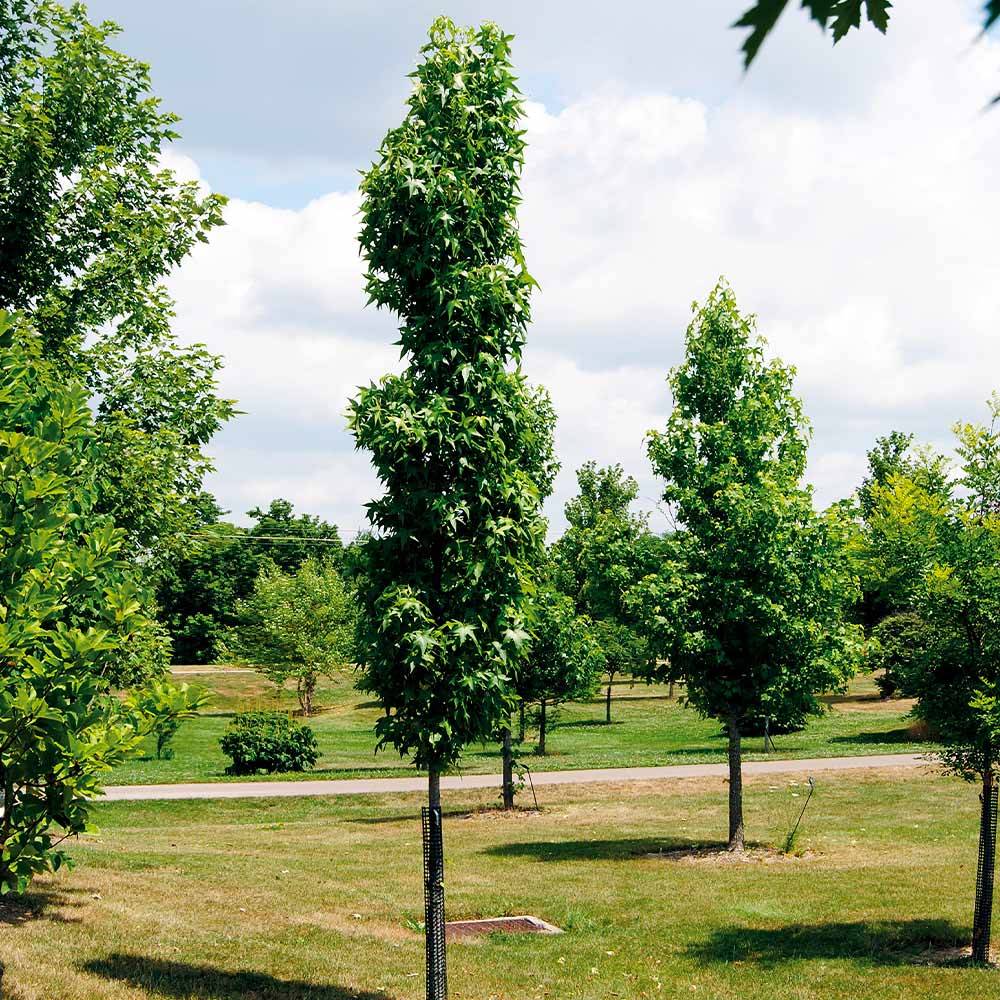 Slender Silhouette Sweetgum Tree