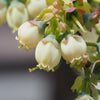Sweetheart Blueberry Bush - USDA Organic