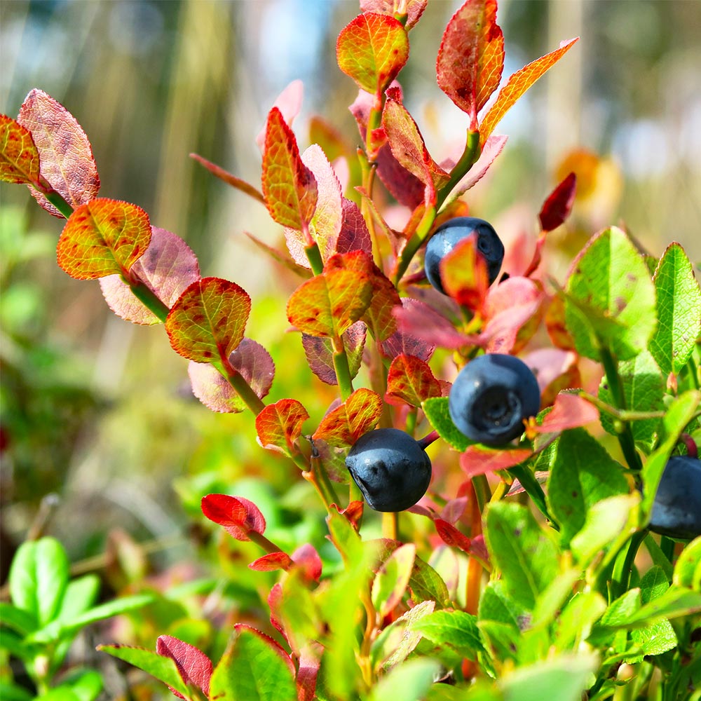 Sweetheart Blueberry Bush - USDA Organic