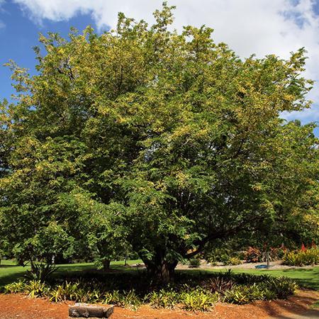 Tamarind Tree