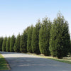Techny Cold Hardy Thuja Tree
