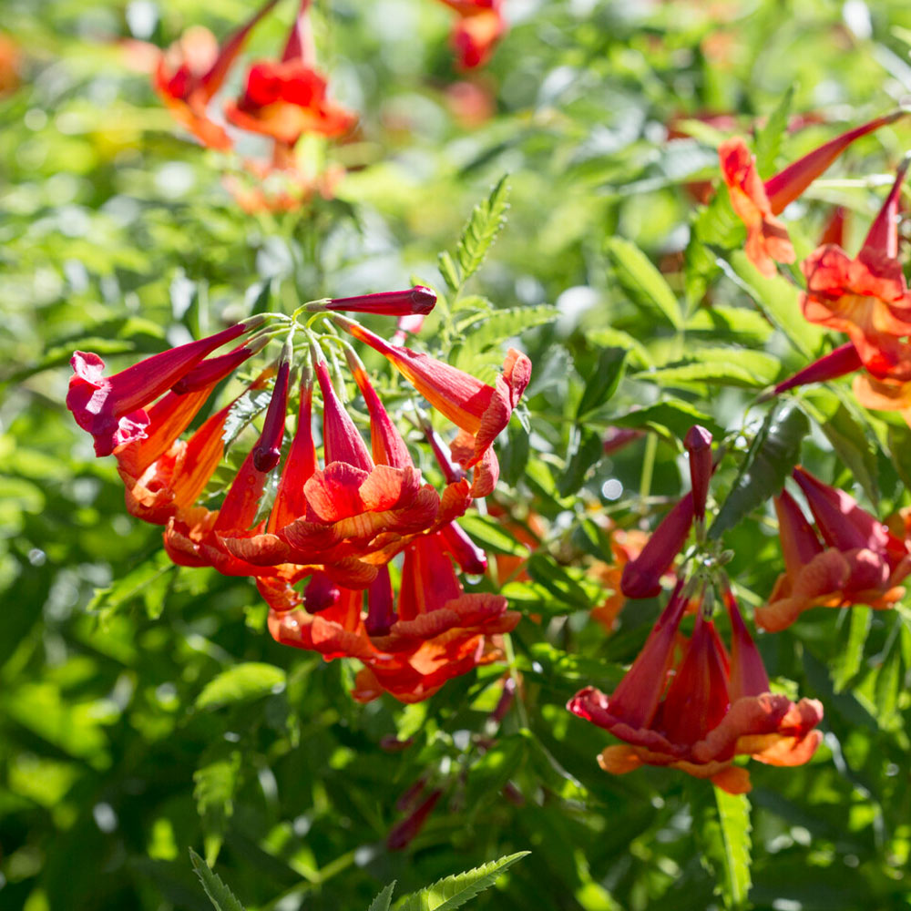 Bells of Fire™ Tecoma Plant