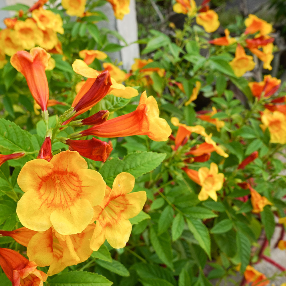 Orange Jubilee Tecoma Plant