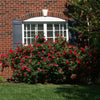The Grand Champion™ Rose Shrub