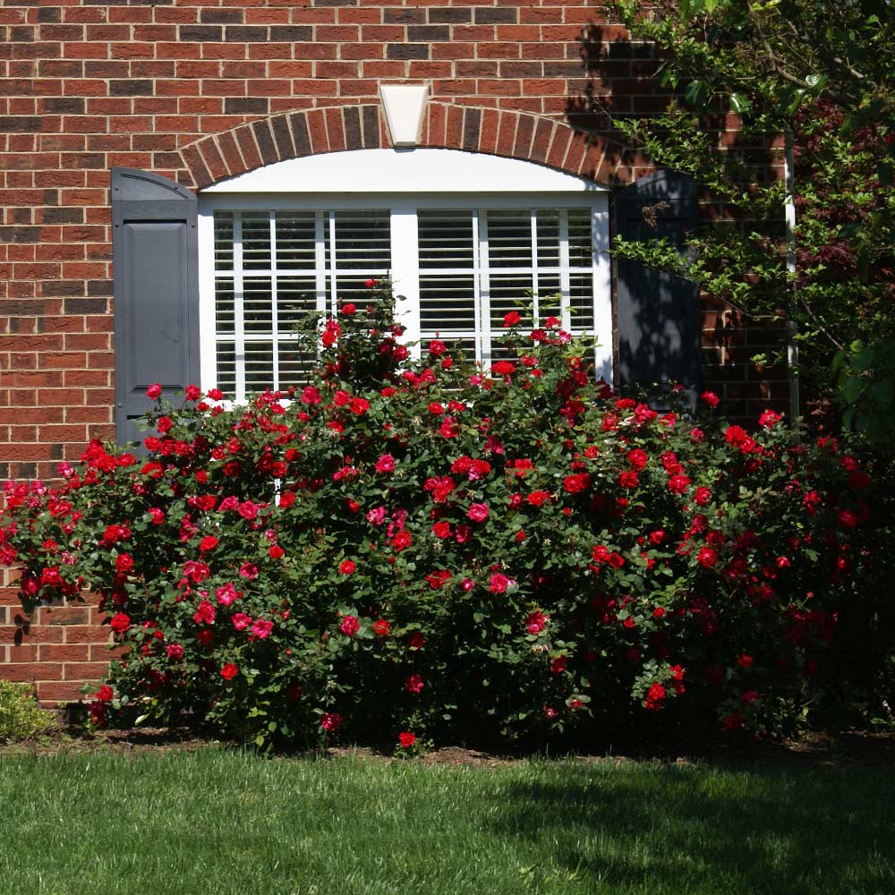 The Grand Champion™ Rose Shrub
