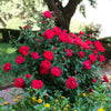 The Grand Champion™ Rose Shrub