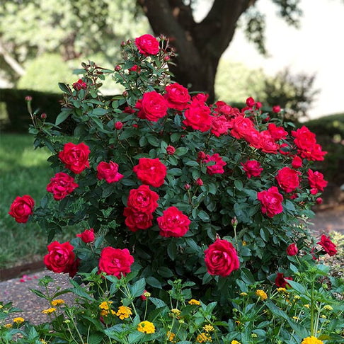 The Grand Champion™ Rose Shrub