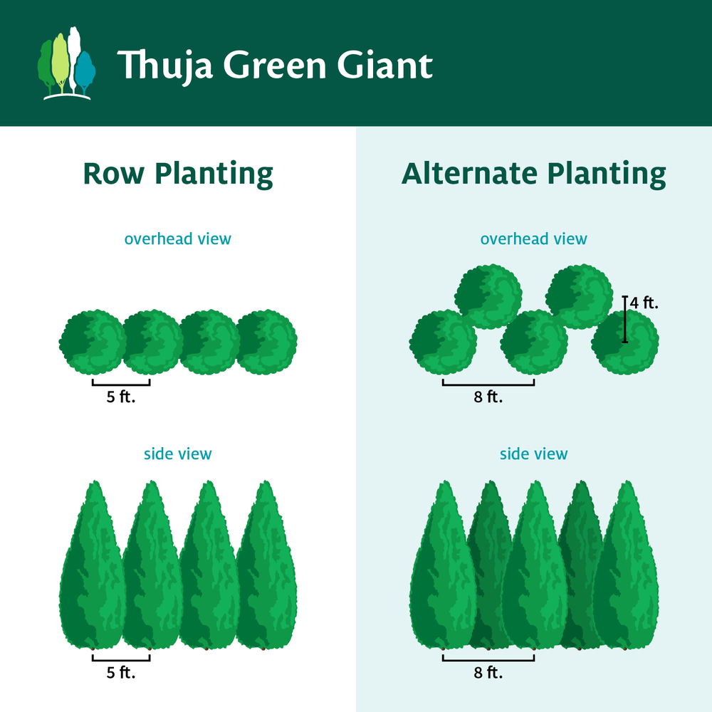 Thuja Green Giant Arborvitae
