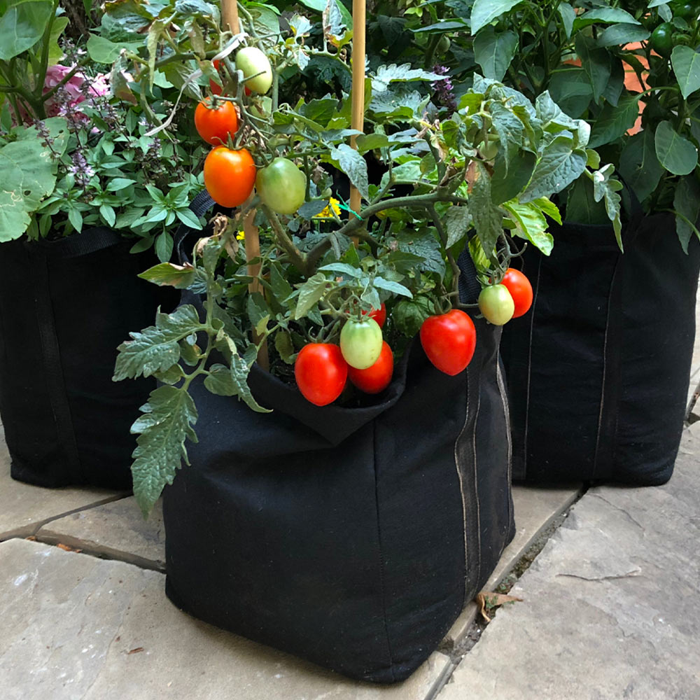Gardenuity® Patio Tomato Garden