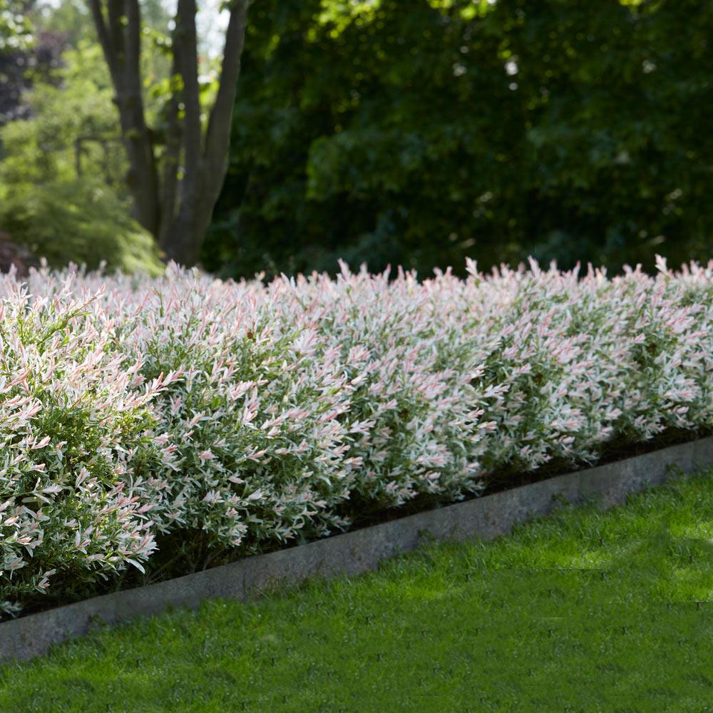 Tri-Color Dappled Willow Shrub