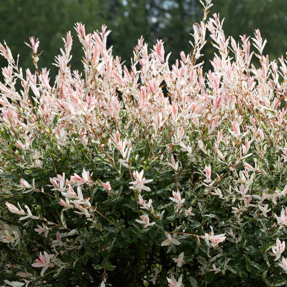 Tri-Color Willow Tree