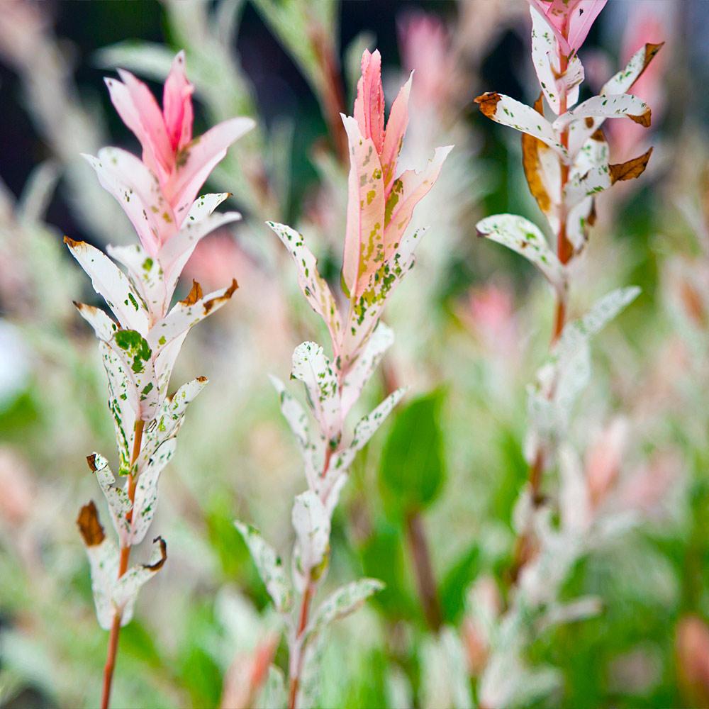 Tri-Color Dappled Willow Shrub