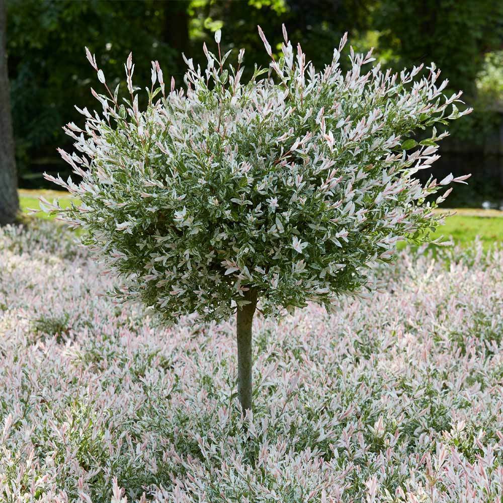 Tri-Color Dappled Willow Shrub