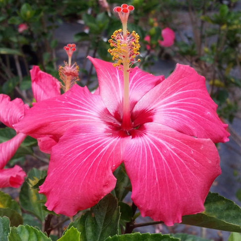 Pink Tropical Hibiscus Shrub