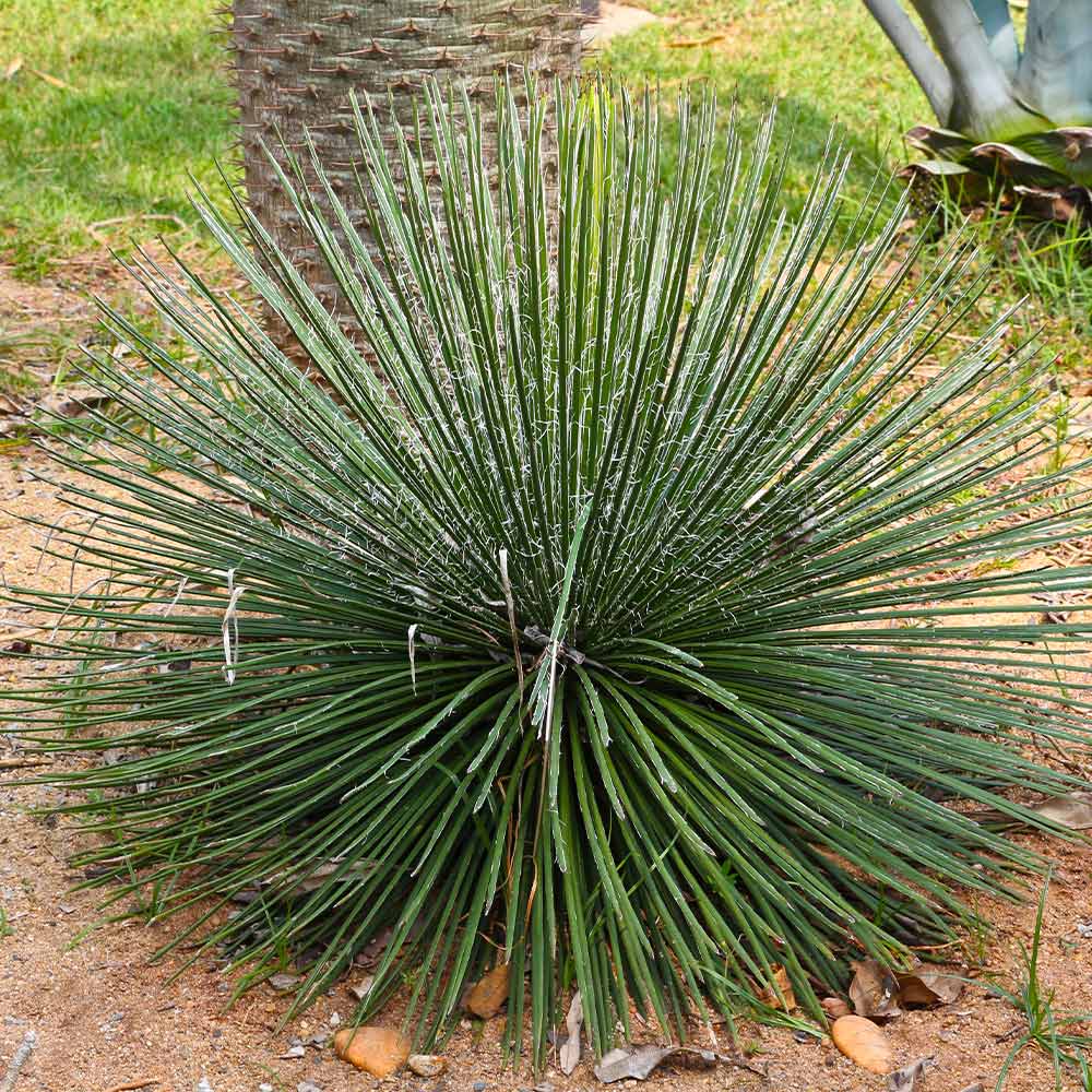 Twin Flower Agave Plants Arizona