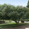 Shoal Creek Vitex Chaste Tree