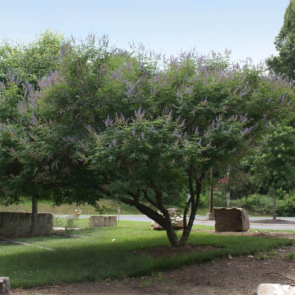 Shoal Creek Vitex Chaste Tree
