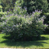 Shoal Creek Vitex Chaste Tree