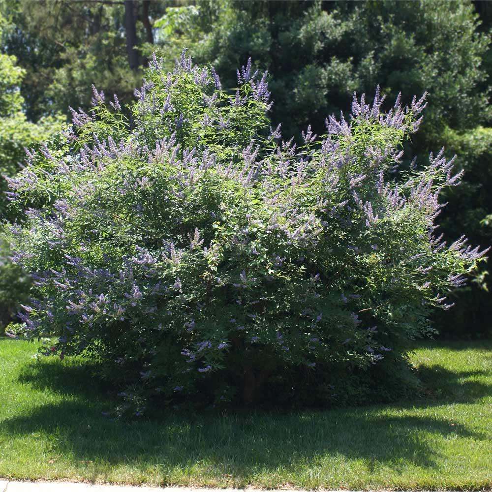 Shoal Creek Vitex Chaste Tree