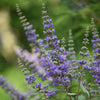 Shoal Creek Vitex Chaste Tree
