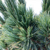 Vanderwolf's Pyramid Limber Pine