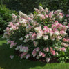Vanilla Strawberry Hydrangea Shrub
