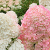 Vanilla Strawberry Hydrangea Shrub