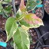 Pink Variegated Eureka Lemon Bush
