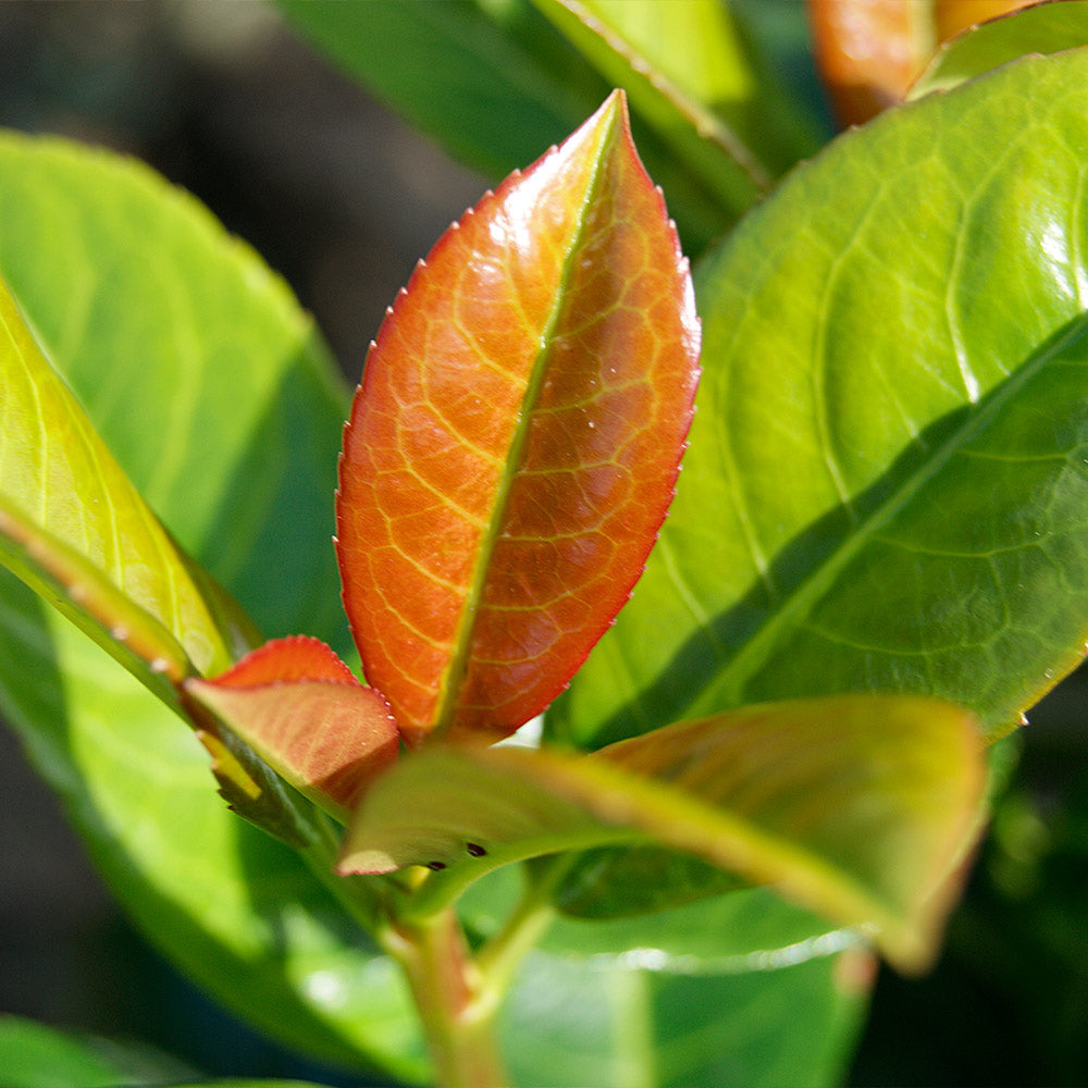 Volcano Cherry Laurel