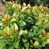 Volcano Cherry Laurel