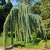 Weeping Blue Atlas Cedar Tree