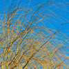 Weeping Willow Tree