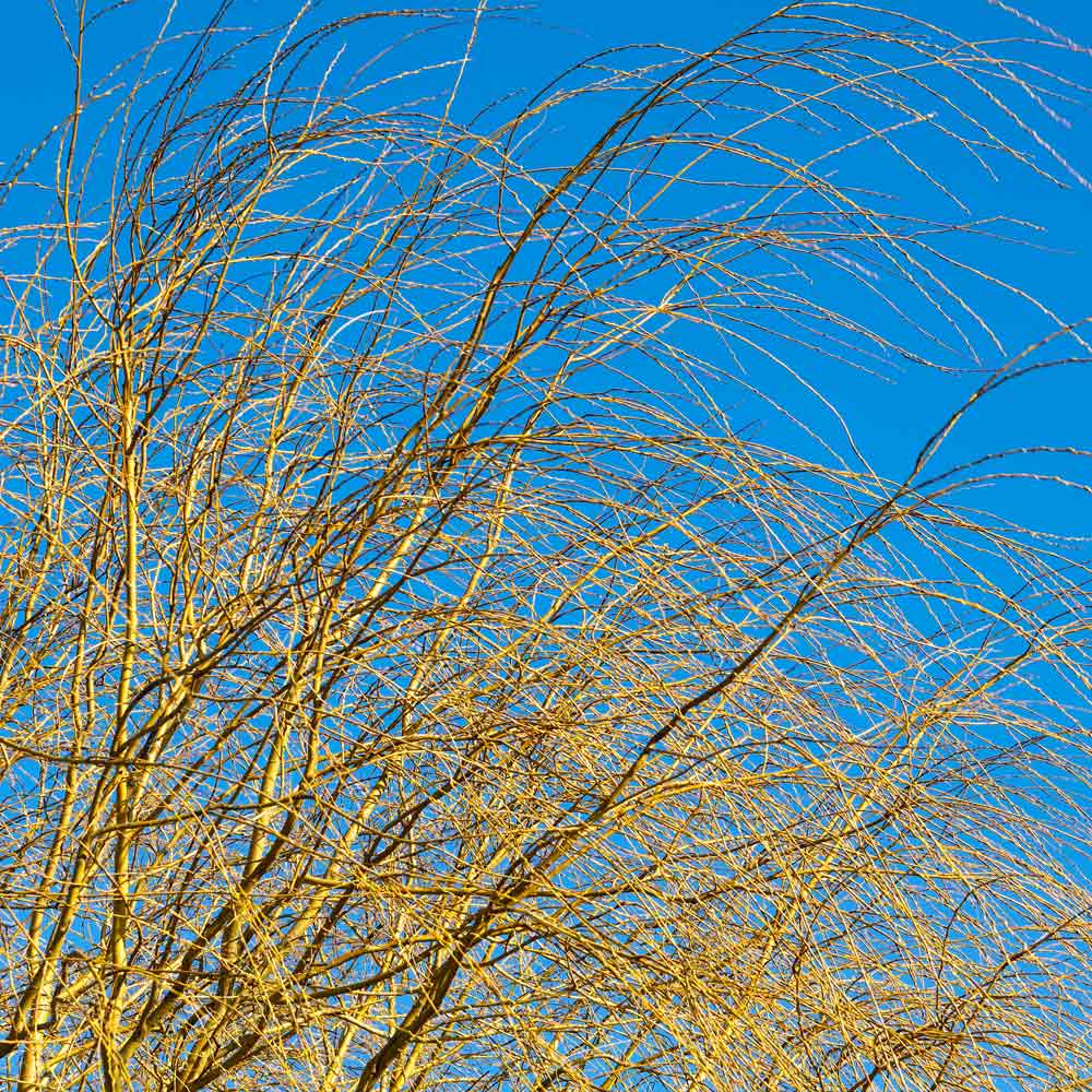 Weeping Willow Tree