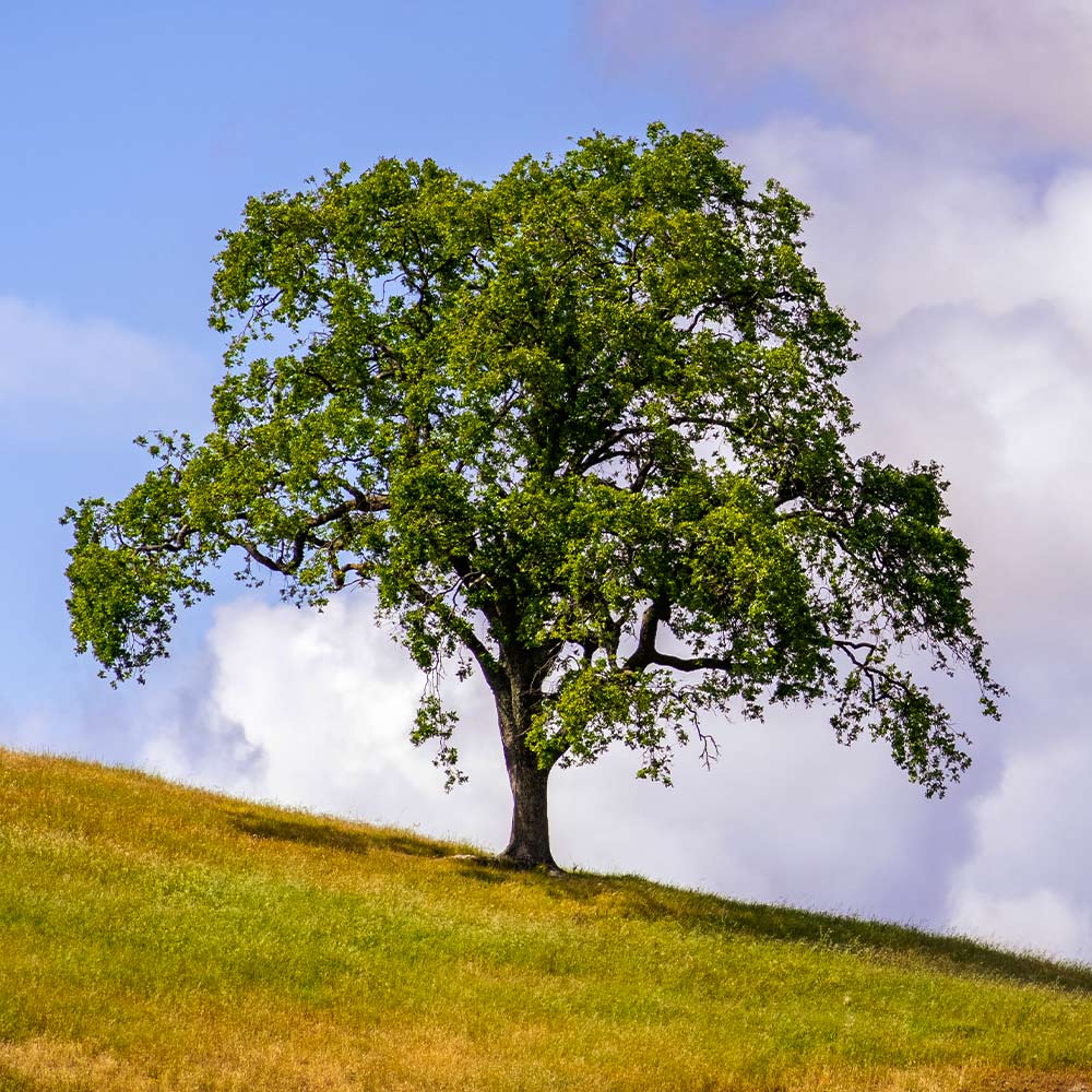 West Coast Live Oak