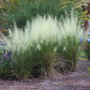 White Cloud Muhly Grass