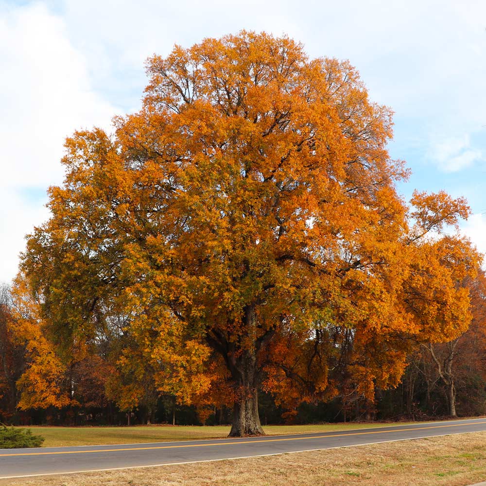 Willow Oak Tree