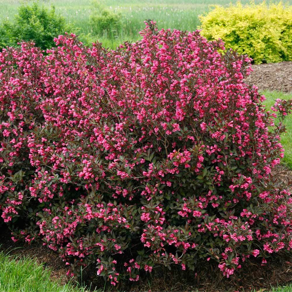 Proven Winners® Wine & Roses® Weigela Shrub
