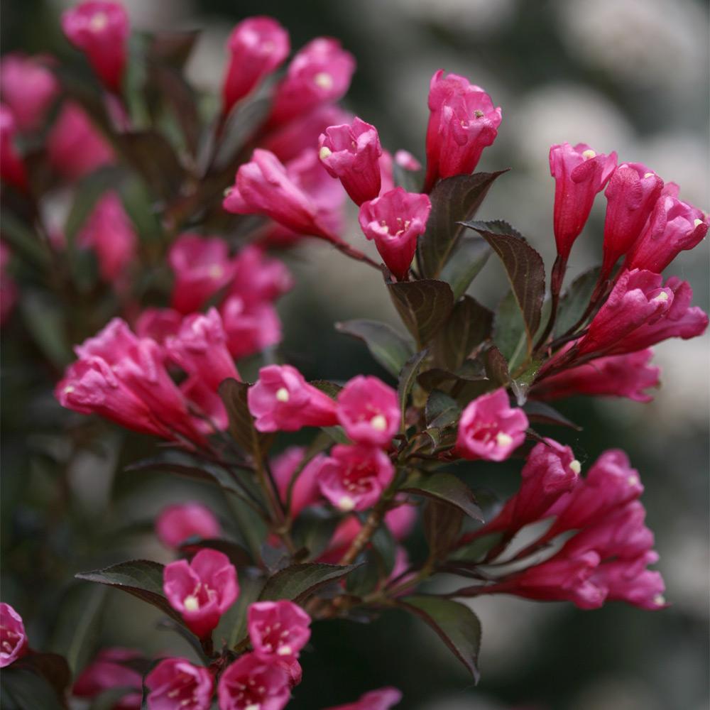 Proven Winners® Wine & Roses® Weigela Shrub