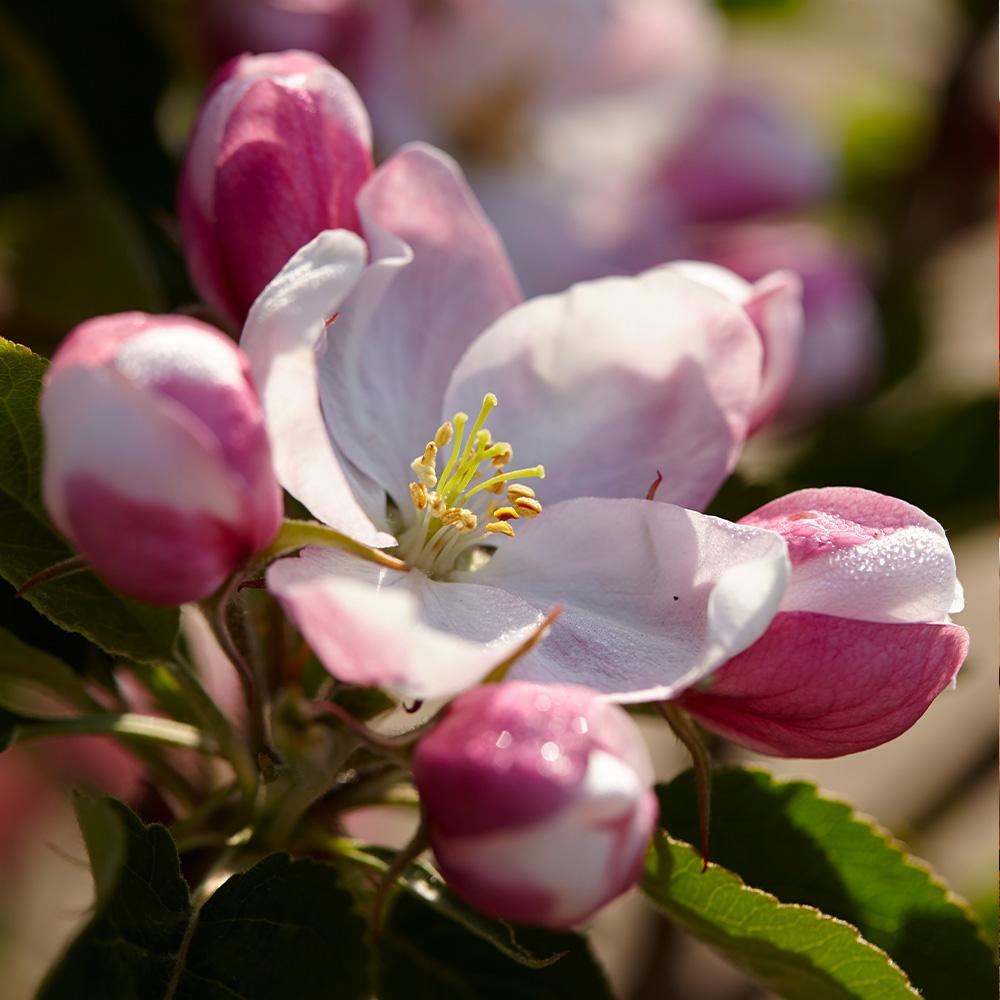 Winesap Apple Tree