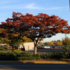 Wireless® Zelkova Tree