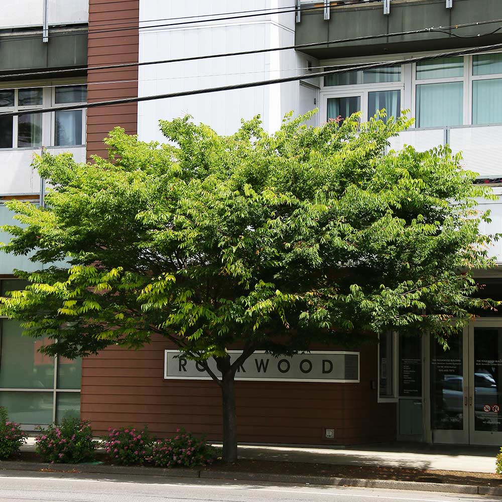 Wireless® Zelkova Tree