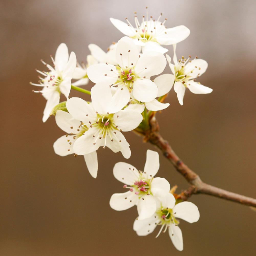 Golden Delicious Apple Tree