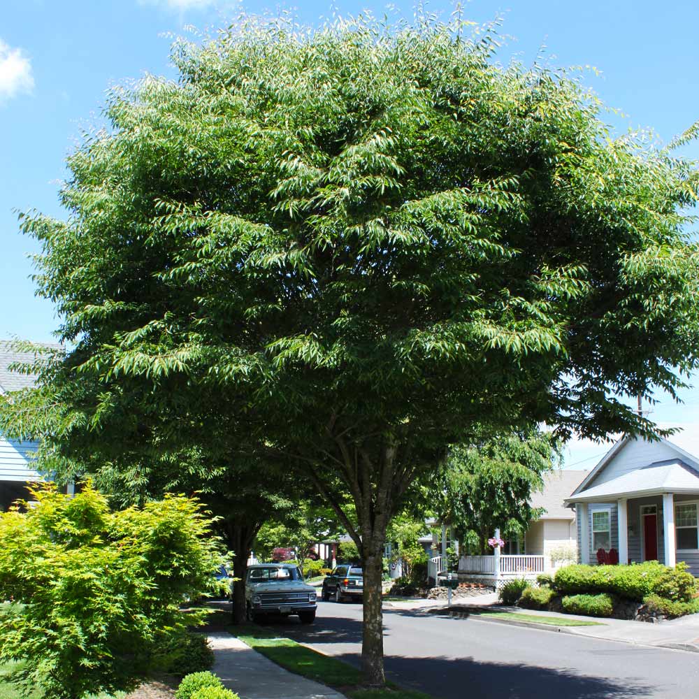 Green Vase® Zelkova Tree