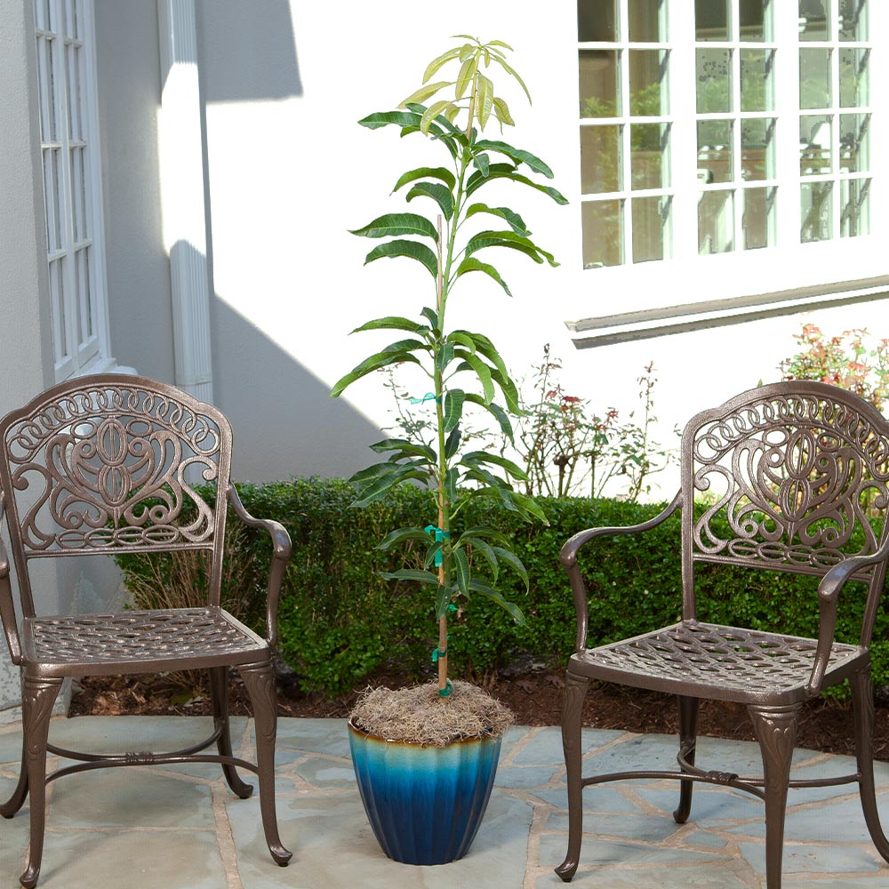 Condo Mango Tree
