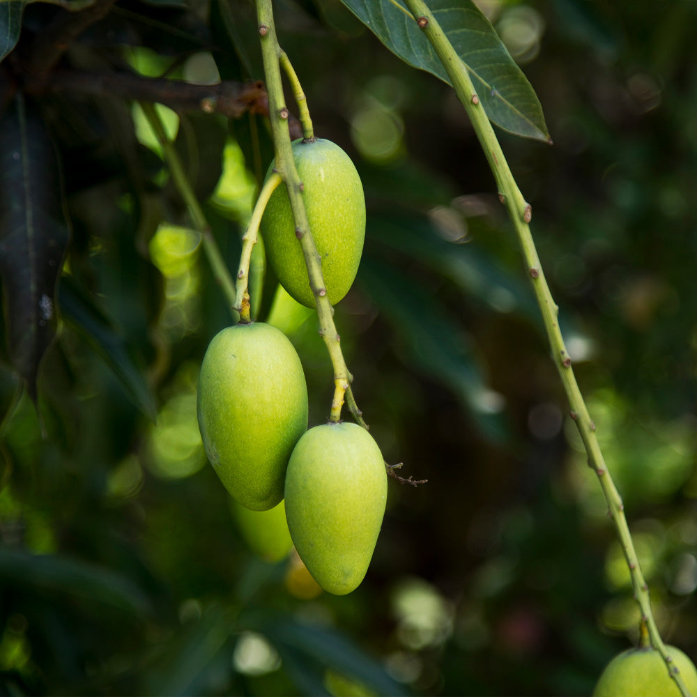 Condo Mango Tree
