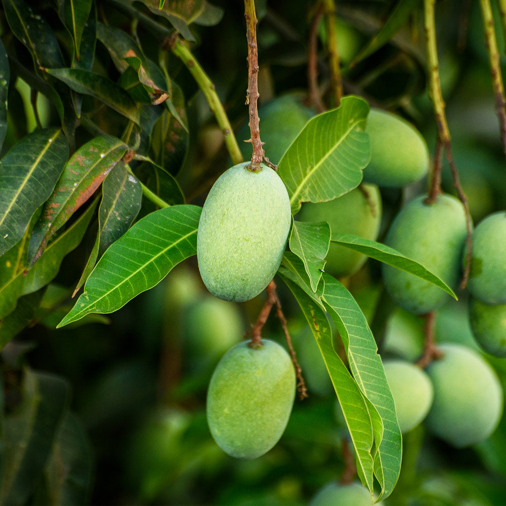 Condo Mango Tree