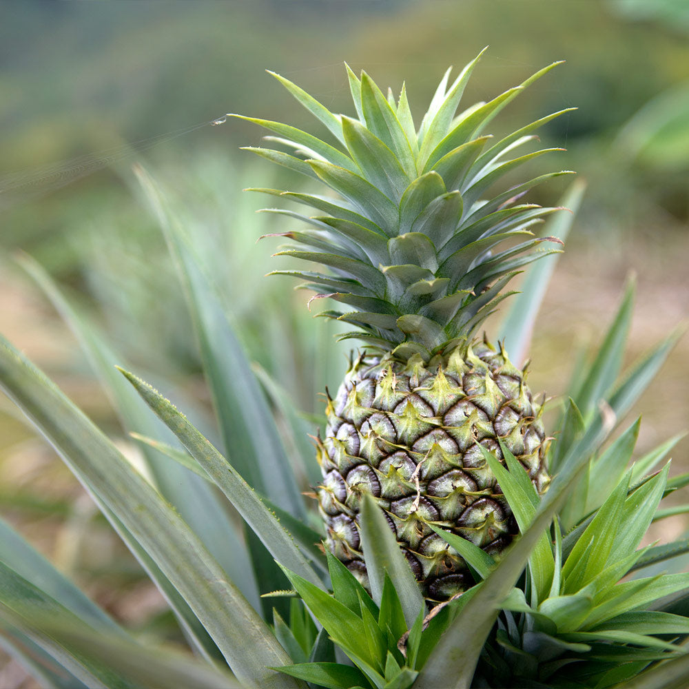 Florida Special Pineapple Plant