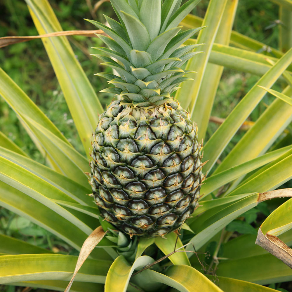 Florida Special Pineapple Plant