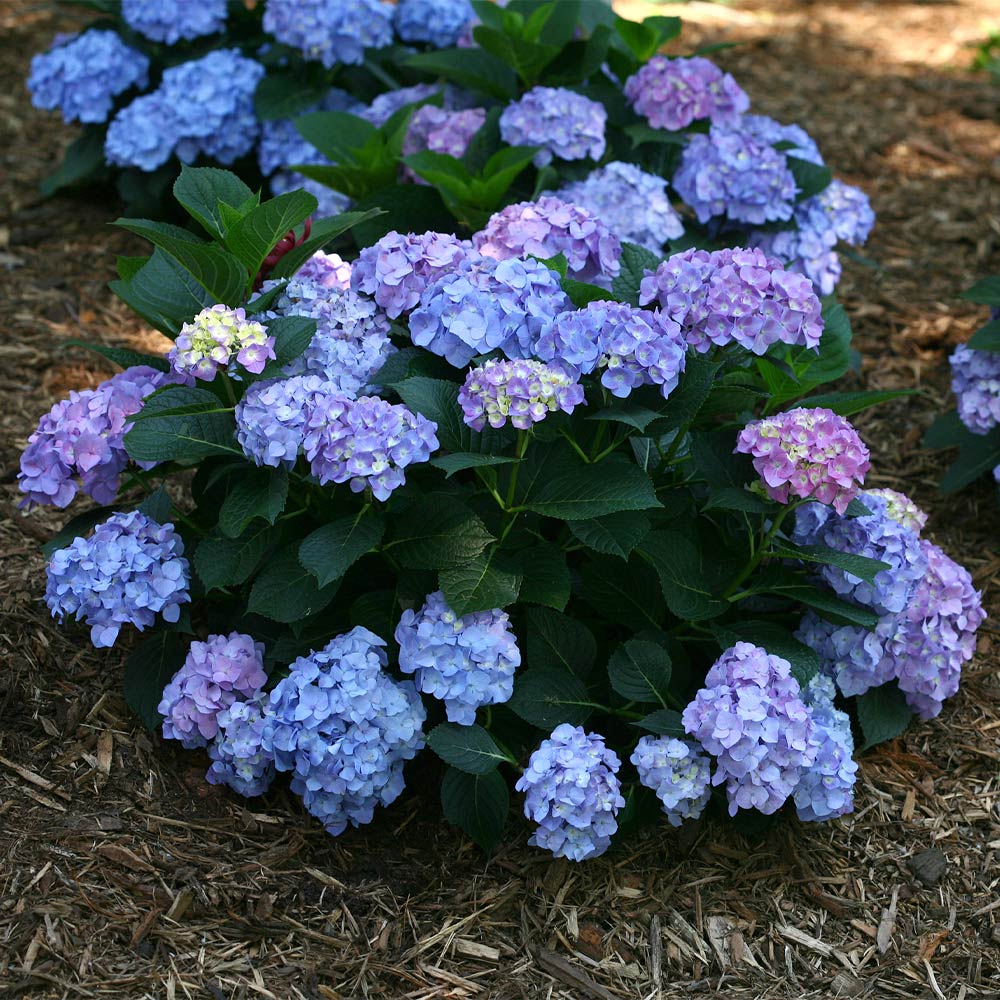 Proven Winners® Let's Dance® Blue Jangles Hydrangea Shrub